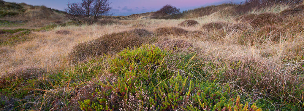 Dune landscape with yellow vegetation and patches of green plants against a purple sky. © A. Schnabler