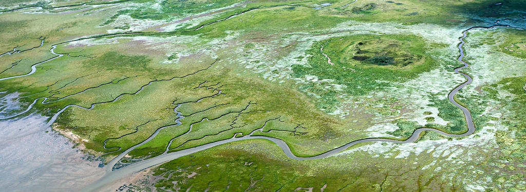 Aerial picture of green salt marshes.