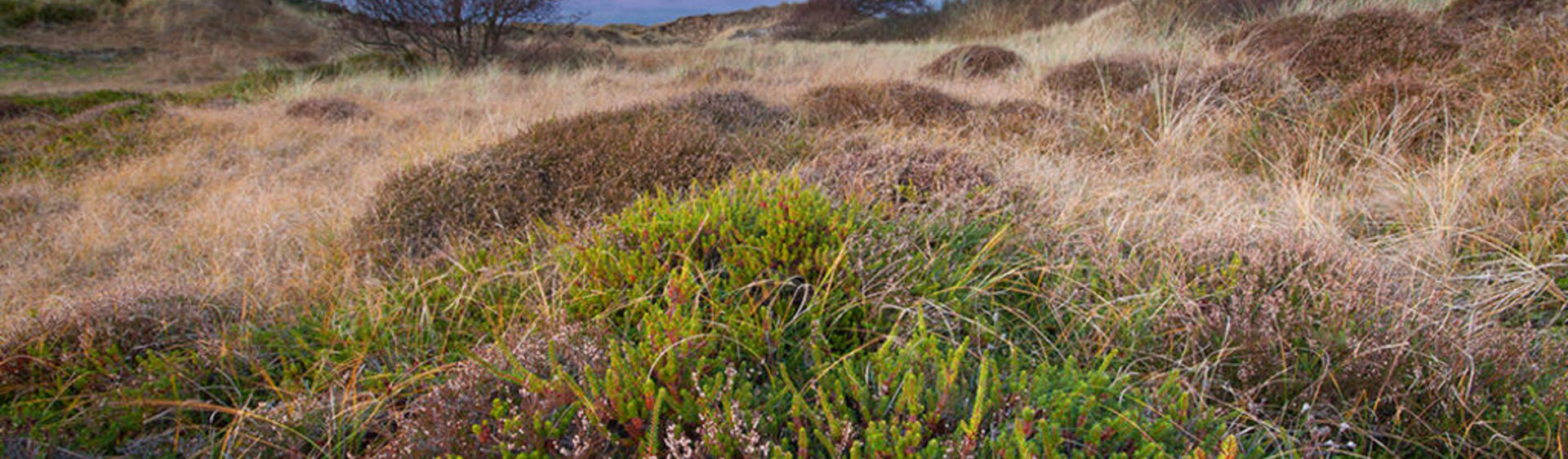 Dune landscape with yellow vegetation and patches of green plants against a purple sky. © A. Schnabler