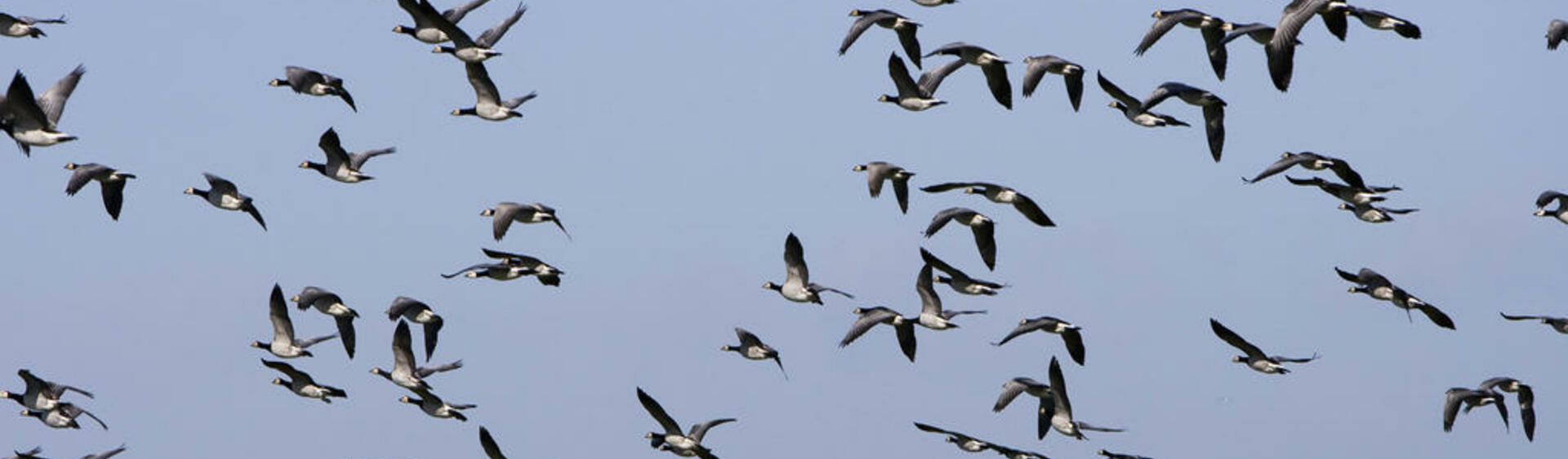 A flock of barnacle geese against the blue sky.