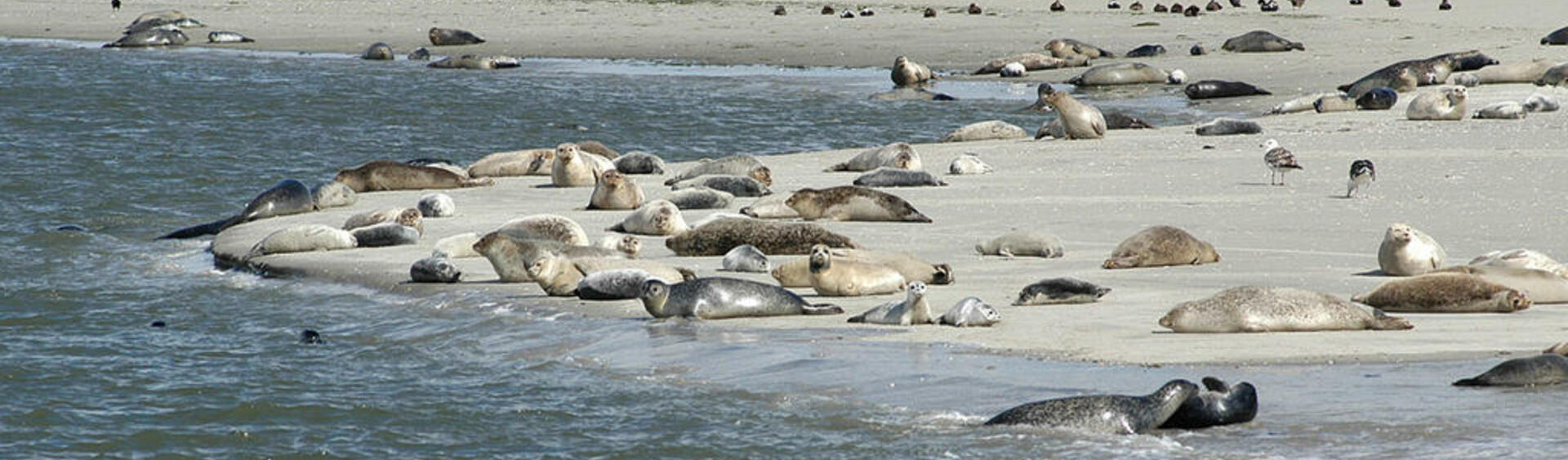 A group of harbour seals lying on sand at the shore.