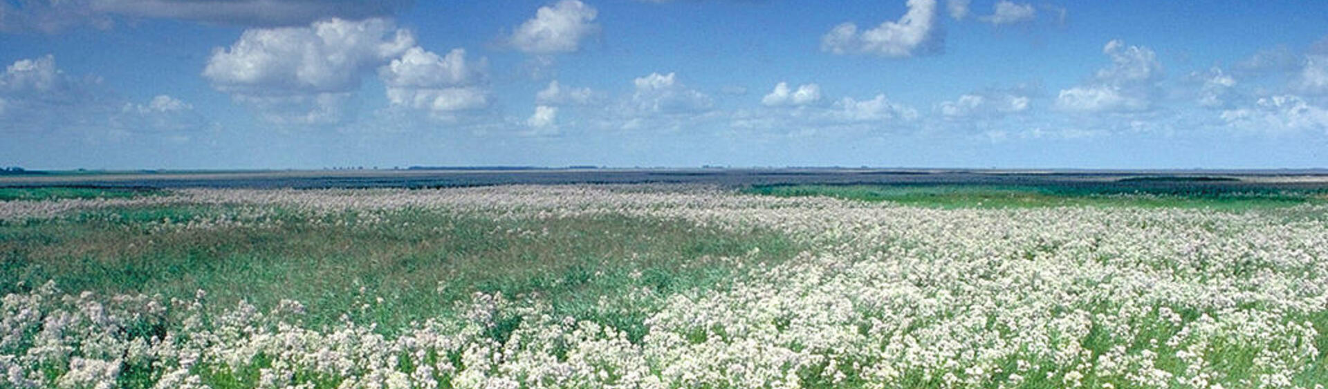 Salt marsh landscape with white flowers blooming.
