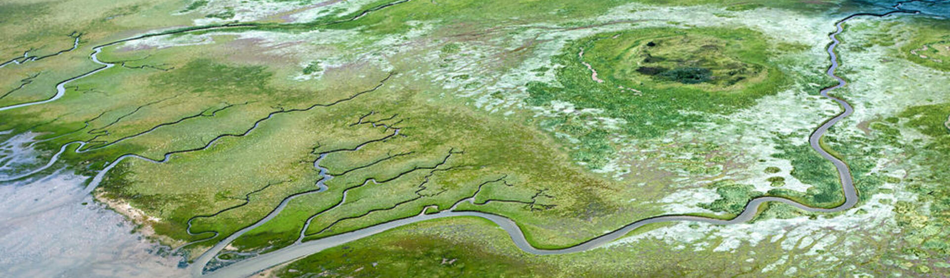 Aerial picture of green salt marshes