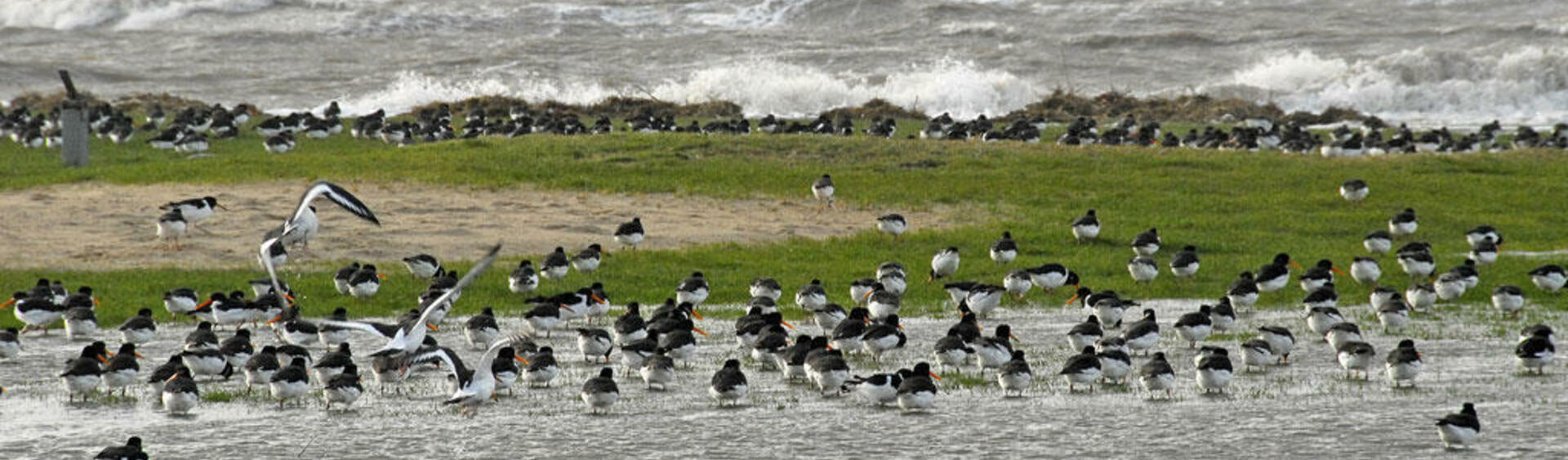 A flock of oystercatchers on a patch of land against the stormy sea. © Ulrich