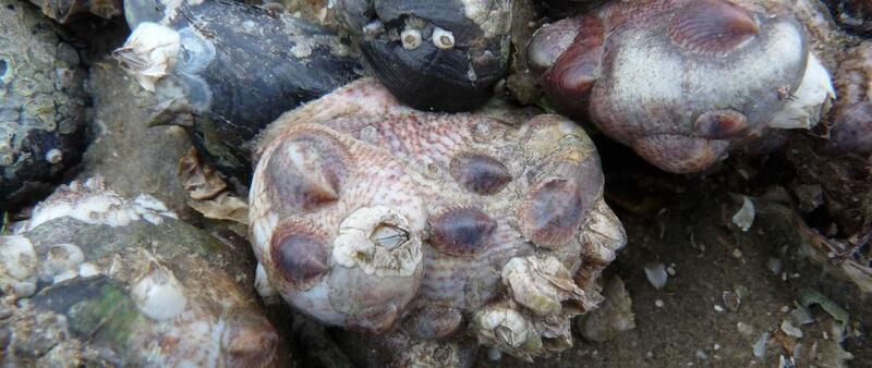 American slipper limpet. © Christian Buschbaum. Close-up on local mussels covered by the American slipper limpet. © Christian Buschbaum.