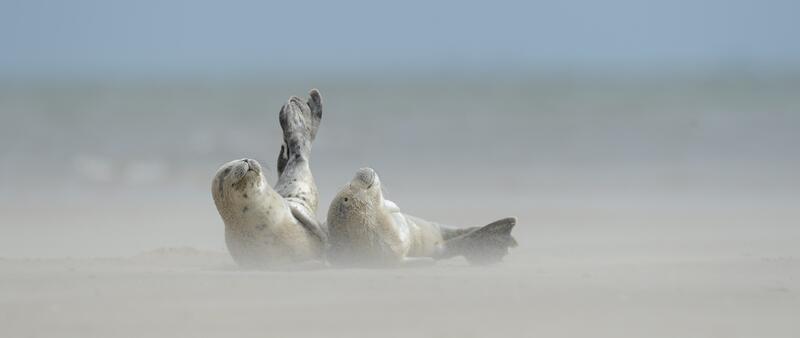 Two harbour seals sunbathing on sand bank. © Casper Tybjerg.