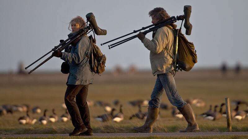 Two people with bird-watching gear walking past sitting geese. © Martin Stock/LKN.SH.