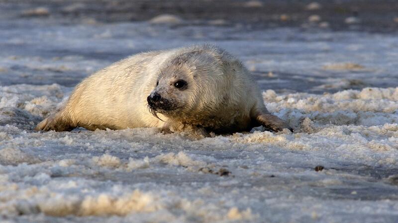 Young grey seal in snow. Geert Aarst.