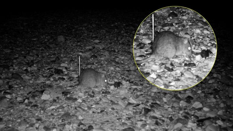 Night image of a rat salvaging a bird egg on the beach. © Schutzstation Wattenmeer e.V. Night image of a rat salvaging a bird egg on the beach. © Schutzstation Wattenmeer e.V.