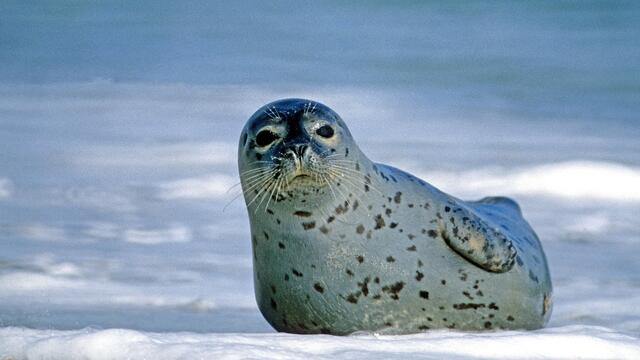 Harbour seal in shallow water. © Klaus Janke.