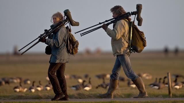 Two people with bird-watching gear walking past sitting geese. © Martin Stock/LKN.SH.