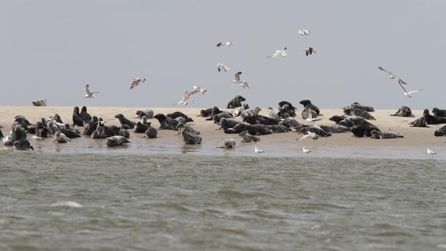A group of grey seals resting on a sandbank. © Hans Verdaat (WMR).