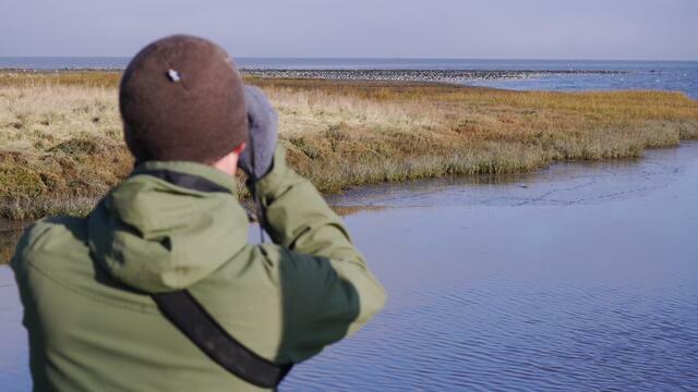 Man with binoculars watching flock of birds in distant salt marsh. © CWSS/Bostelmann.
