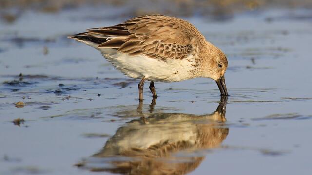 Dunlin food-searching on a mudflat. © André Kramer/NLPV.