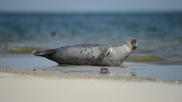 Harbour seal resting on shore. © Casper Tybjerg, TTF, Fisheries and Maritime Museum Esbjerg.