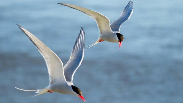Two Arctic terns flying above body of water. © Christian Wiedemann/ NAKUWA.
