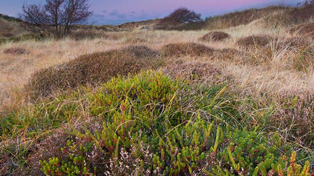 Dune landscape with yellow vegetation and patches of green plants against a purple sky. © A. Schnabler