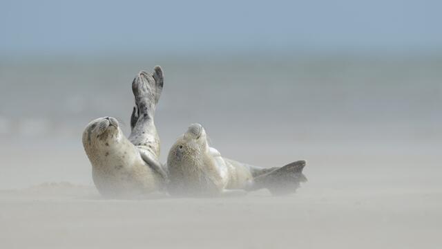Two harbour seals sunbathing on sand bank. © Casper Tybjerg.
