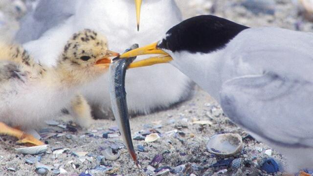 Adult tern feeds small fish to chick tern. © Jan van de Kam.