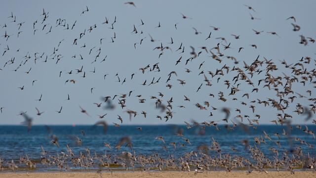 Flock of migratory birds over ocean. © Martin Stock.