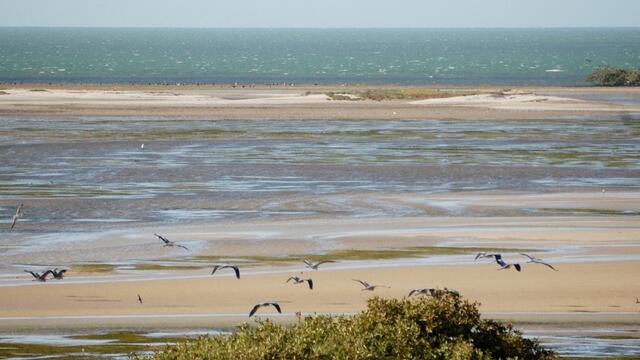 Flock of birds flying over and sitting on tidal flats duing low tide at Banc d'Arguin. © CWSS/Gerold Lüerßen.