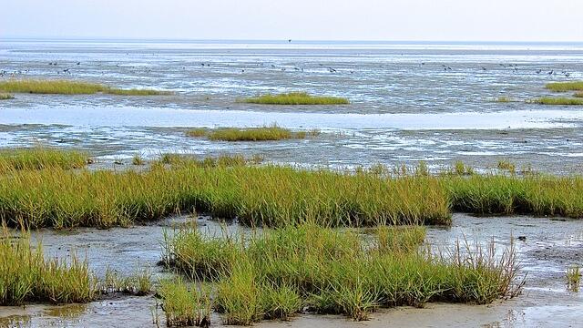 Patches of salt marsh and mudflat. © Kerstin Herrmann via Pixabay.