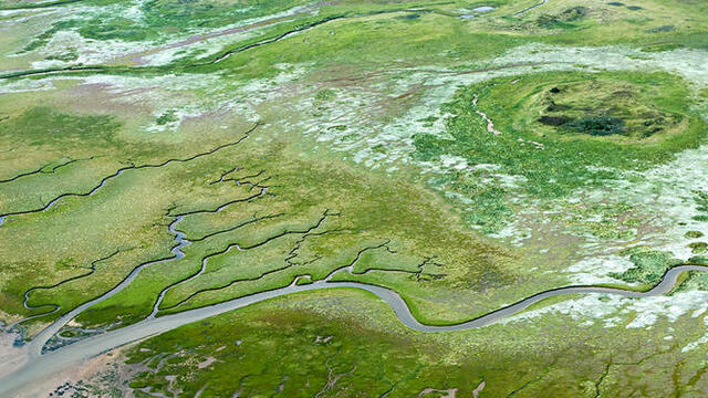 Aerial picture of green salt marshes.