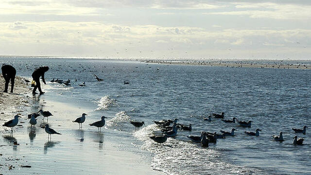A group of people on the beachy shoreline with different birds around them.