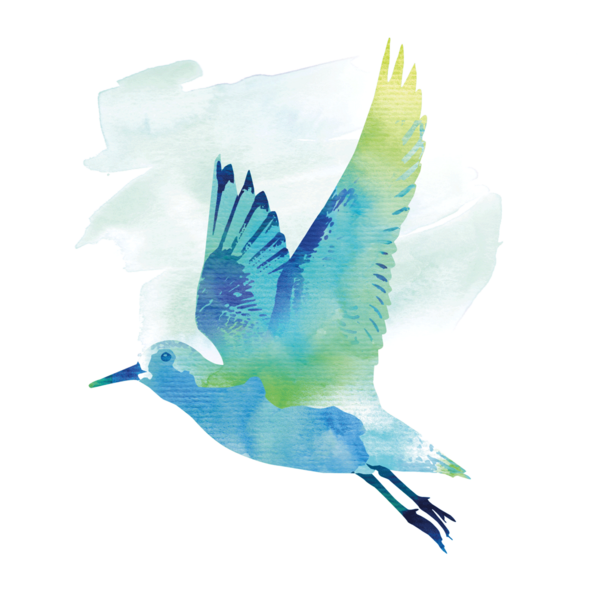 Watercolour-style graphic of red knot. © CWSS/ Creative Concern