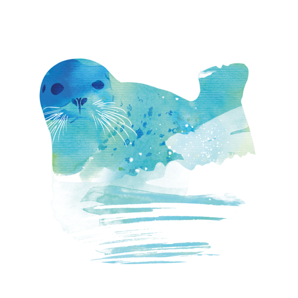 Watercolour-style graphic of seal. © CWSS/ Creative Concern