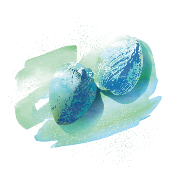 Watercolour-style graphic of two cockles. © CWSS/ Creative Concern