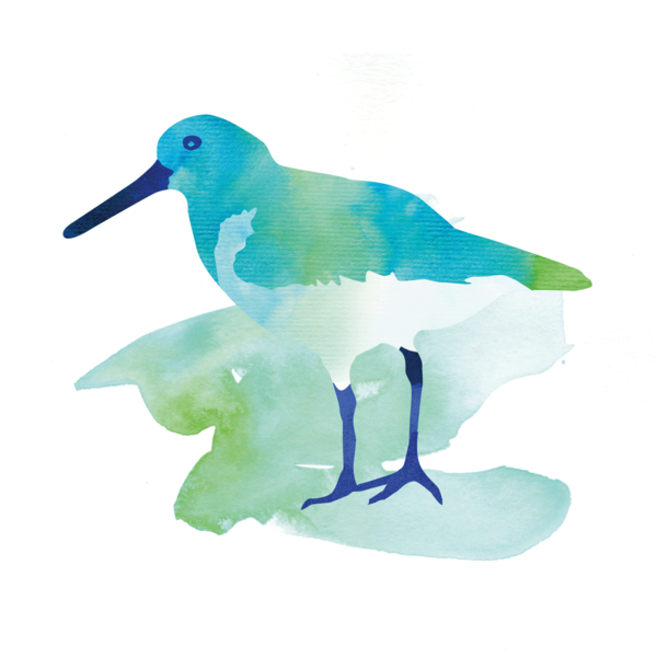Watercolour-style graphic of oystercatcher. © CWSS/ Creative Concern