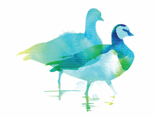 Watercolour-style graphic of two standing geese. © CWSS/ Creative Concern